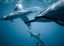 国产一级视频sm,探索激情与梦想的视觉盛宴